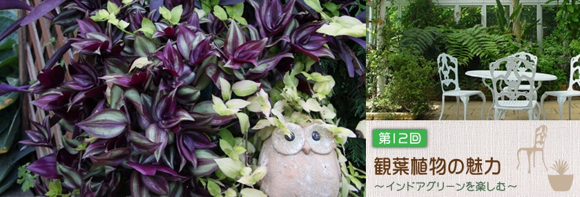 観葉植物の魅力 〜インドアグリーンを楽しむ〜