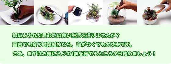 緑にあふれた居心地の良い生活を送りませんか?室内でも育つ観葉植物なら、庭がなくても大丈夫です。さあ、まずはお気に入りの1鉢を育てるところから始めましょう!