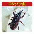 お米の四大害虫
