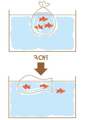 1.魚を水槽に入れる時には必ず水合わせをしましょう。