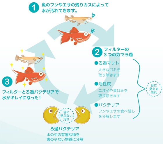 きれいな水槽の中は、こんな状態です。