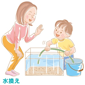 1.水替え・・・2週に1回