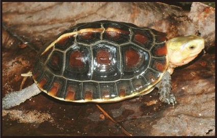 セマルハコガメ