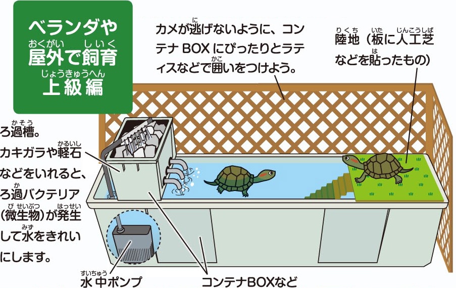 ベランダや屋外で飼育 上級編