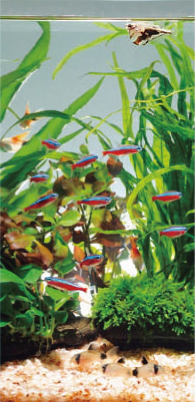 初めての熱帯魚飼育