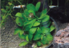 初めての熱帯魚飼育