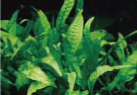 初めての熱帯魚飼育