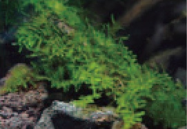 初めての熱帯魚飼育