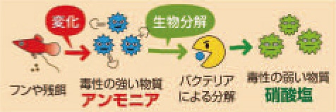 初めての熱帯魚飼育