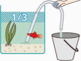 初めての熱帯魚飼育