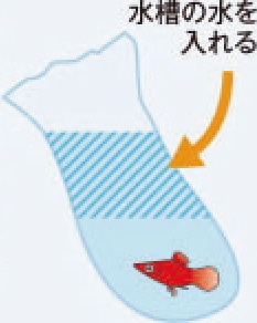 初めての熱帯魚飼育