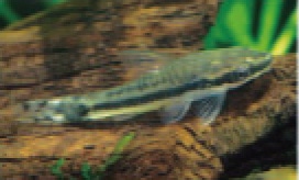 初めての熱帯魚飼育