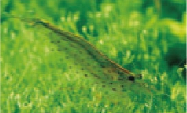 初めての熱帯魚飼育