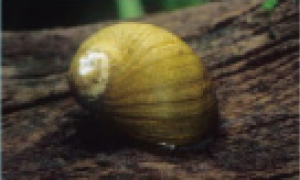 初めての熱帯魚飼育