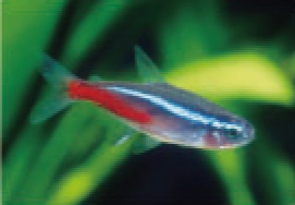 初めての熱帯魚飼育