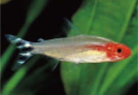 初めての熱帯魚飼育