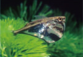 初めての熱帯魚飼育