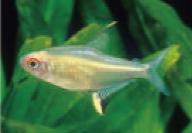 初めての熱帯魚飼育