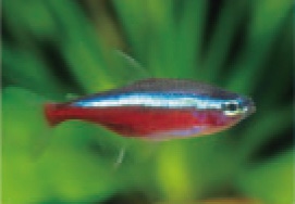 初めての熱帯魚飼育