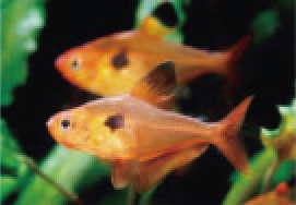 初めての熱帯魚飼育