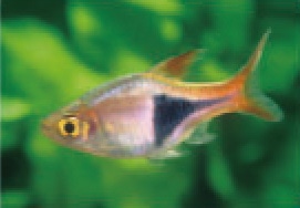 初めての熱帯魚飼育