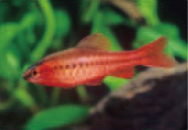 初めての熱帯魚飼育