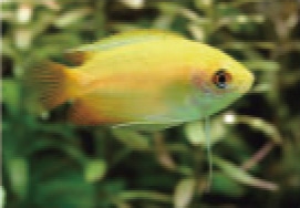 初めての熱帯魚飼育