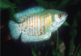 初めての熱帯魚飼育