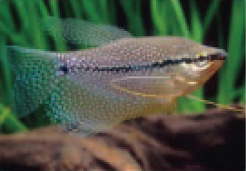 初めての熱帯魚飼育