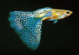 初めての熱帯魚飼育