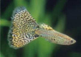 初めての熱帯魚飼育