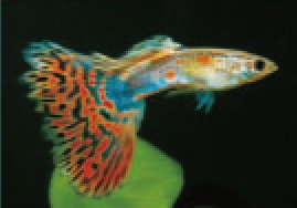 初めての熱帯魚飼育