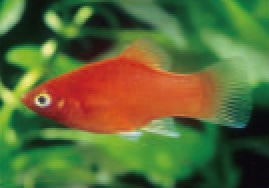 初めての熱帯魚飼育