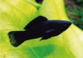 初めての熱帯魚飼育