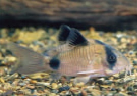 初めての熱帯魚飼育