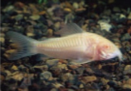 初めての熱帯魚飼育