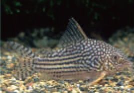 初めての熱帯魚飼育