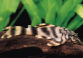 初めての熱帯魚飼育