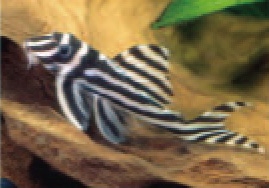 初めての熱帯魚飼育