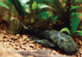 初めての熱帯魚飼育