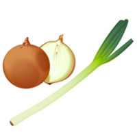 タマネギや長ネギ