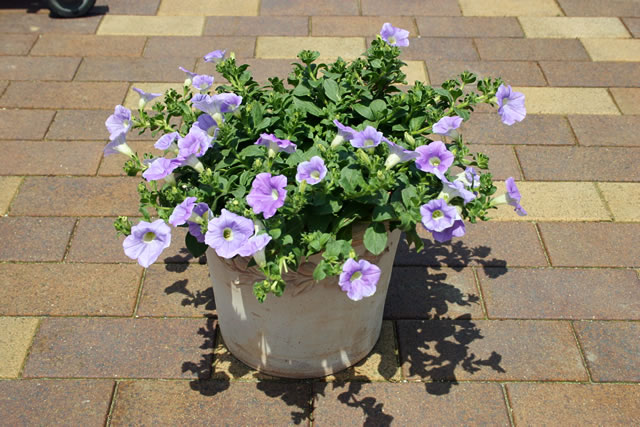 Howto情報 ペチュニア 梅雨どきの管理 ホームセンター