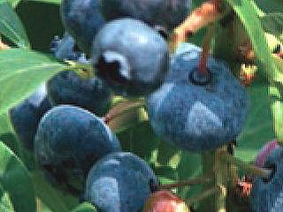 【春予約】　ブルーベリー苗　ハイブッシュ系　ハーバード　【引渡予定日：４／４（土）～１２（日）】