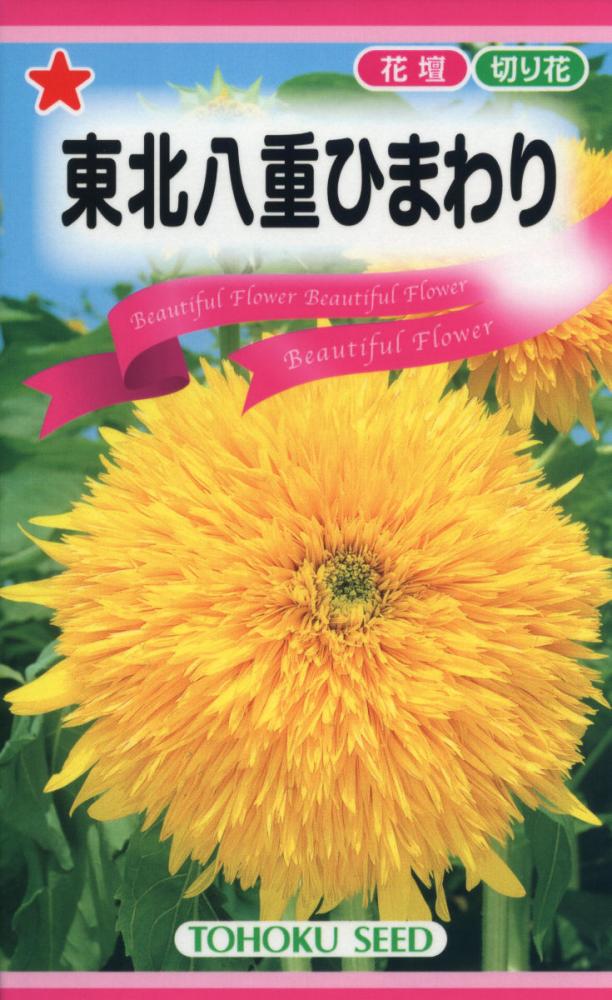 ヒマワリ種子　東北八重ひまわり