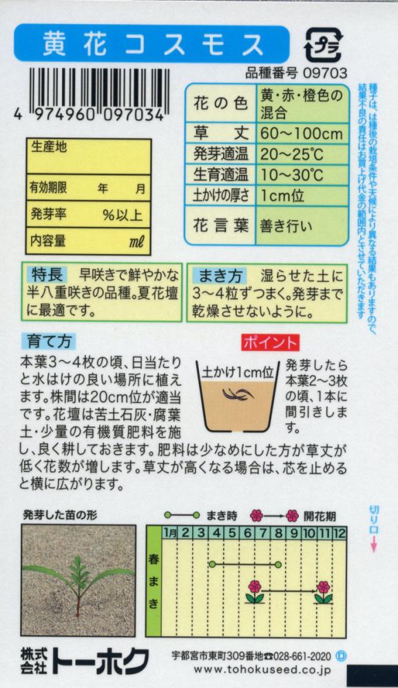 コスモス種子　黄花コスモス