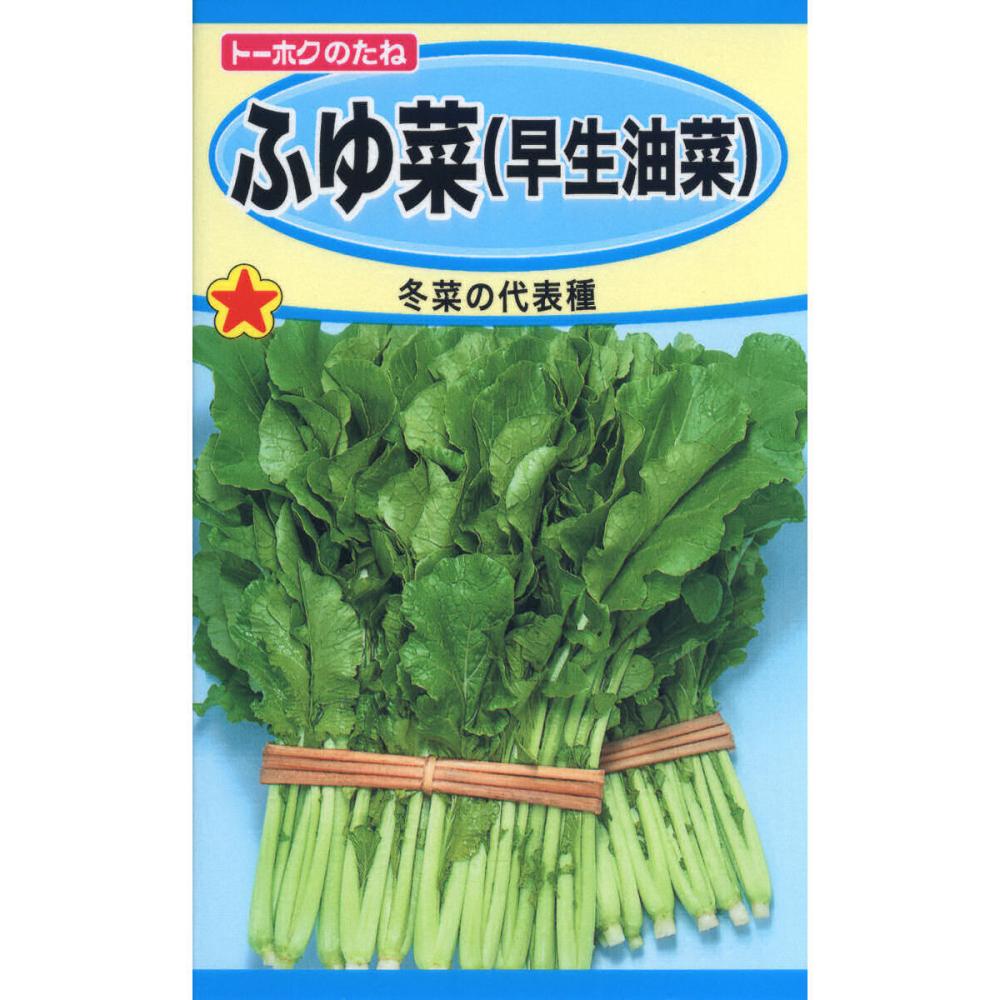 ふゆ菜　（早生油菜）