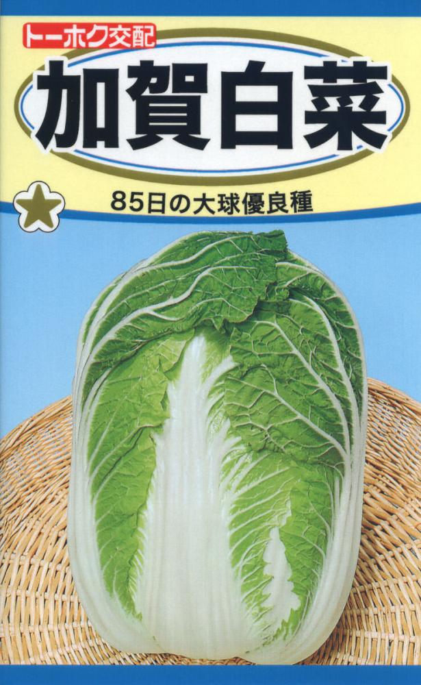 Ｆ１　加賀白菜