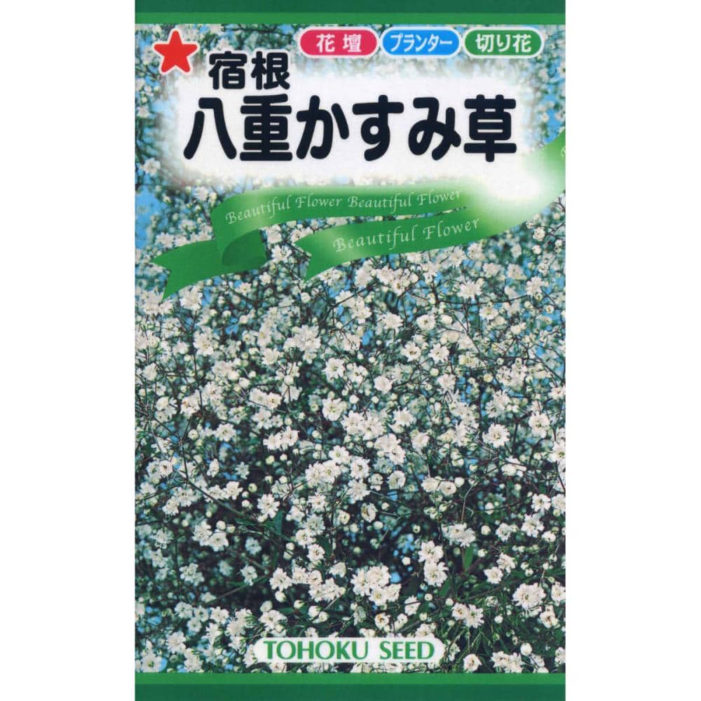 八重かすみ草