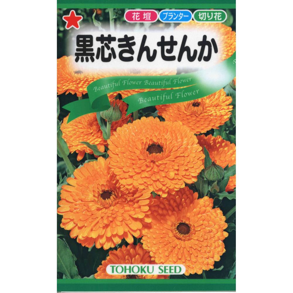 黒芯きんせんか