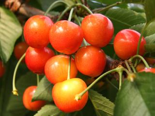 【春予約】　サクランボ苗　ナポレオン　【引渡予定日：４／４（土）～１２（日）】